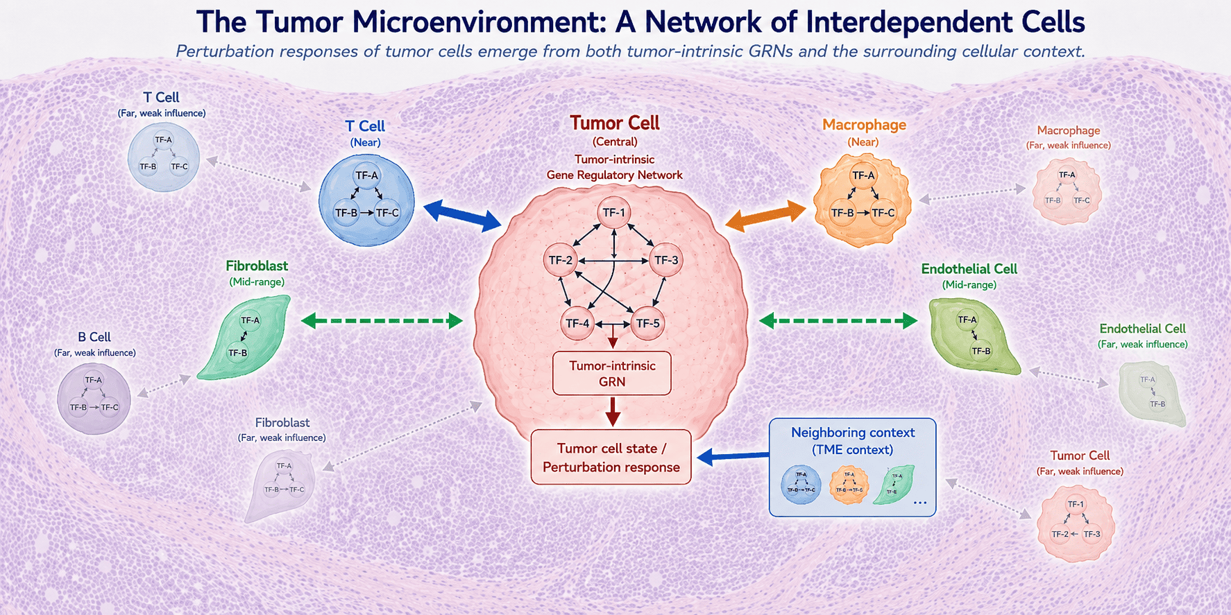 Tumor microenvironment concept