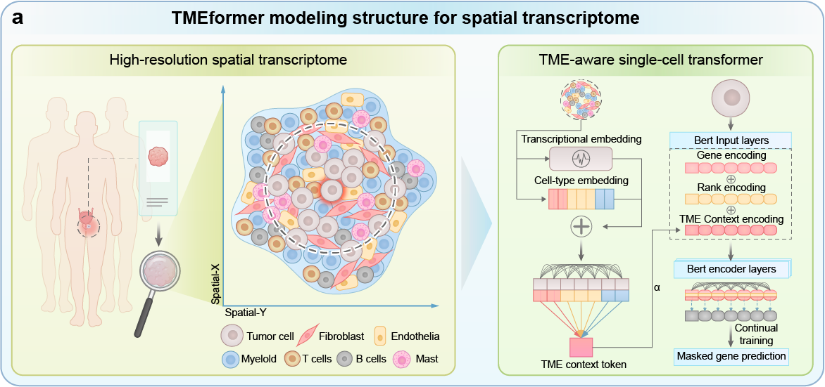 TMEformer modeling structure