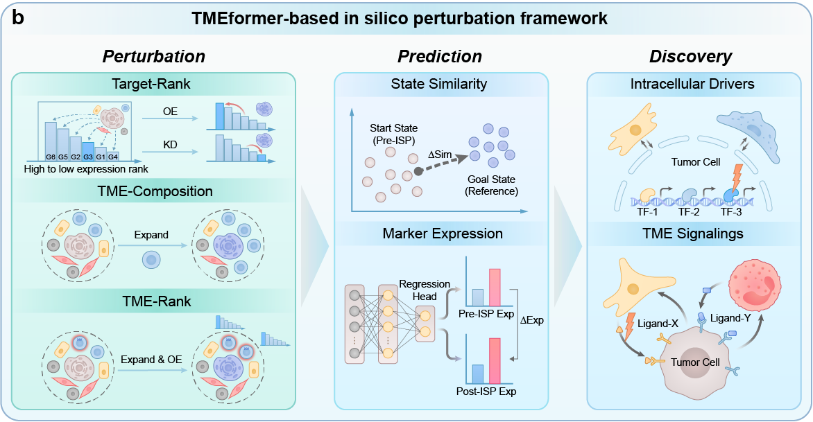 TMEformer in silico perturbation framework